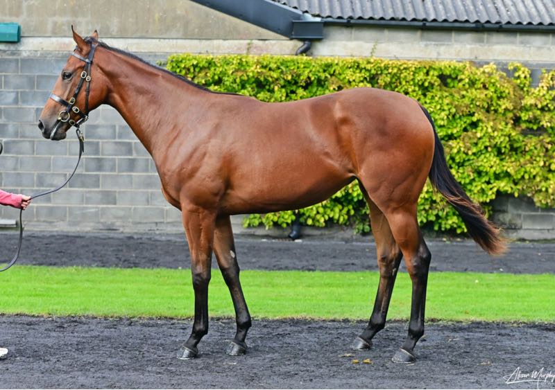 Lot 24, Hello Youmzain – Qasida