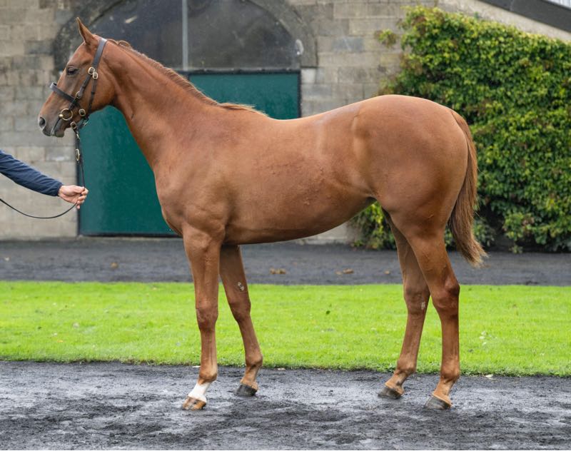 Lot 4, Cotai Glory – Panegyric