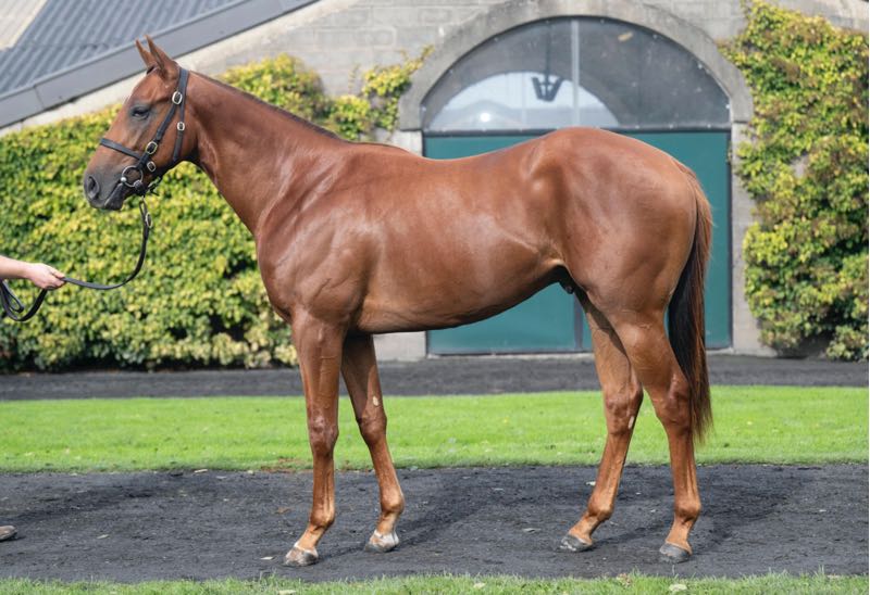 Lot 359, No Nay Never – Emerald Approach